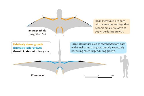 July: Pterosaurs parents, News and features