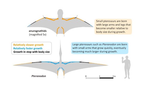 Pterodactyl Vs Pteranodon What Is The Difference?