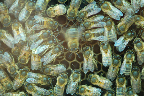 How Bees Communicate