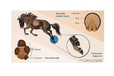 Modern horses have lost their additional toes, scientists confirm