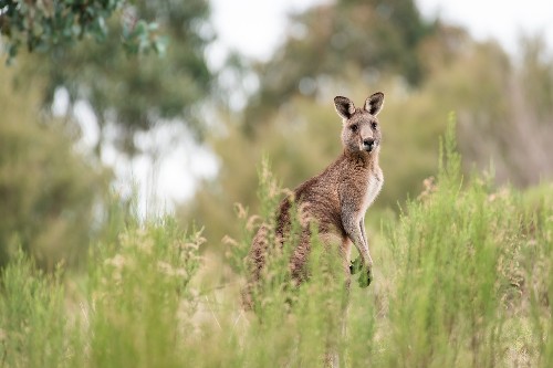June: Kangaroo hop | News and features