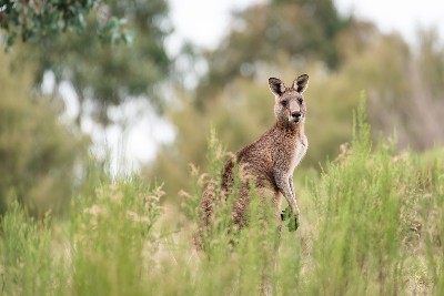 Skipping evolution: some kangaroos didn’t hop, scientists explain