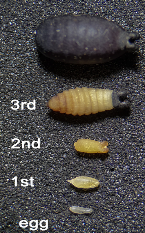 June: Miscarriages in tsetse flies