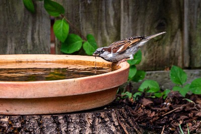 Just add water – garden ponds and bird baths help wildlife thrive, finds study –  – University of Bristol – All news