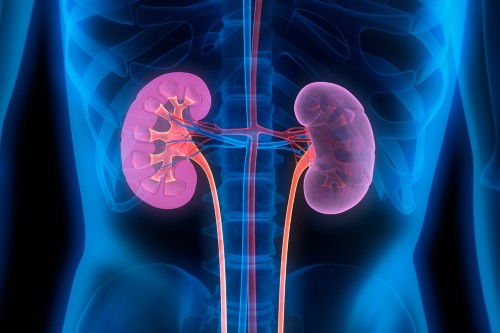 new research kidney disease