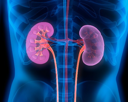 New £10.4M research centre will unlock new tests, treatments and cures for people living with rare kidney diseases –  – University of Bristol – All news