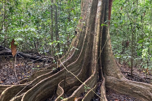 More than one-third of the  forest is degraded, study says