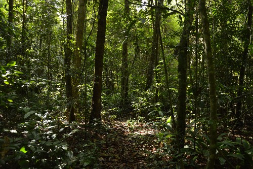 More than one-third of the  forest is degraded, study says