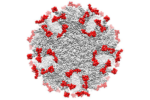 ADDomer™ COVID vaccine