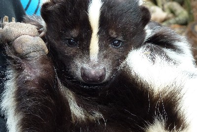 Skunks’ warning stripes less prominent where predators are sparse, study finds