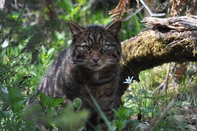 European wildcats avoided introduced domestic cats for 2000 years –  – University of Bristol – All news