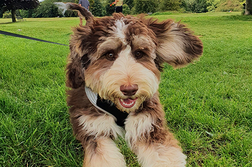 One of the dog's who took part in the fluoroquinolone-resistant Escherichia coli study