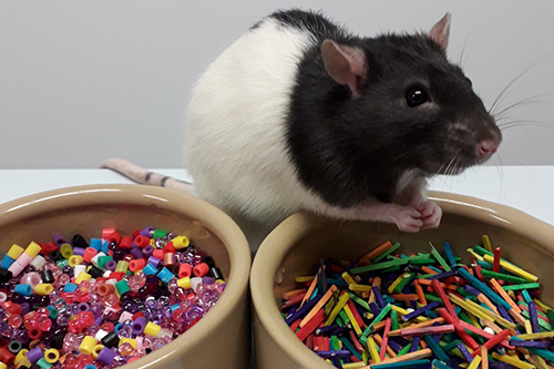 Rat by two bowls filled with plastic pieces