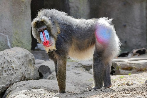 Mandrill Symbolism & Meaning Spirit, Totem, & Power Animal Power animal, Mandril