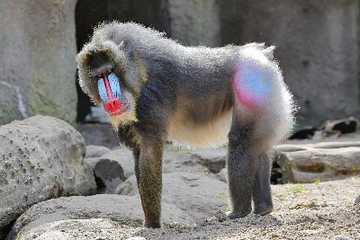 Colourful primates don’t have better colour vision, study finds
