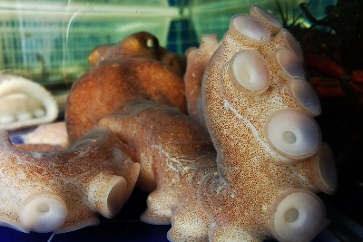 Octopus inspires new suction mechanism for robots –  – University of Bristol – All news