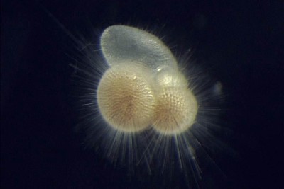 Marine plankton behaviour could predict future sea life extinctions, study finds –  – University of Bristol – All news