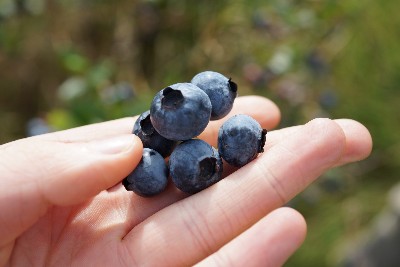 Scientists reveal why blueberries are blue –  – University of Bristol – All news