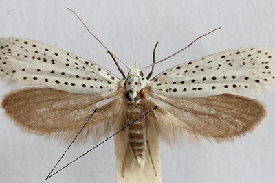 Mystery of moths’ warning sound production explained in new study –  – University of Bristol – All news