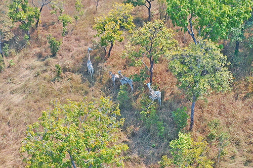 Aerial image of Kordofan giraffe 