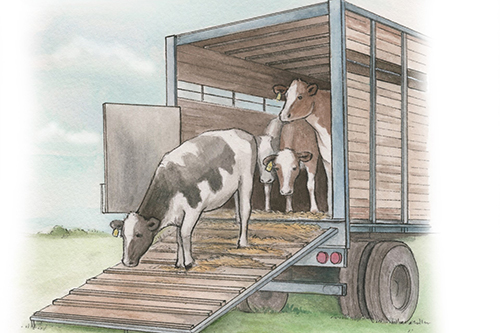 Illustration of animal transportation