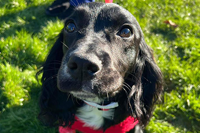Cocker Spaniel pup Ariel triumphs over rare congenital abnormality after specialist surgery –  – University of Bristol – All news