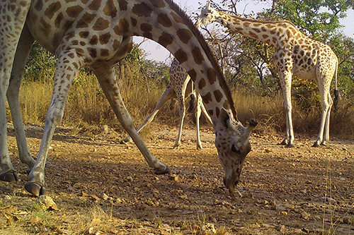Camera trap image of Kordofan giraffe 