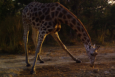 Three-year population study supports fight to save Cameroon’s Kordofan giraffe –  – University of Bristol – All news