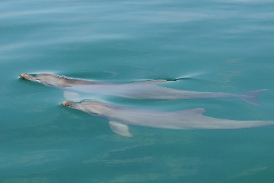 Two can play that game: juvenile dolphins who play together are more successful as adults – – University of Bristol – All news