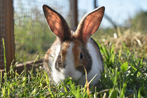 A pet rabbit in its run