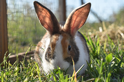 UK rabbit owners can recognise pain in their pets, study finds