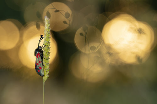 An insect re-emerging