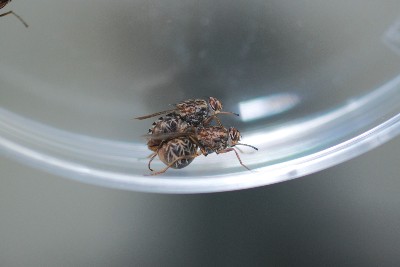 Tsetse fly fertility damaged after just one heatwave, study finds –  – University of Bristol – All news
