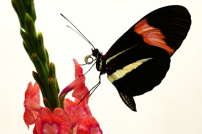 Butterfly brains reveal the tweaks required for cognitive innovation – – University of Bristol – All news