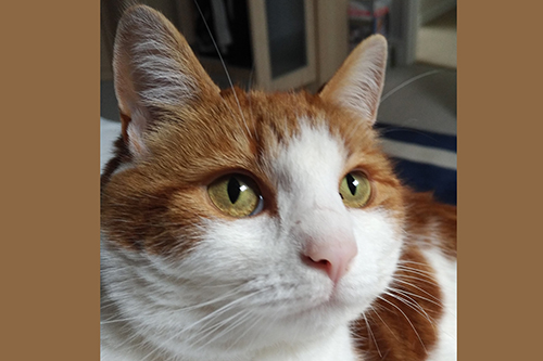 SuzQ from the Bristol Cats study