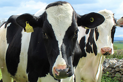 Greater openness about the use of complementary and alternative medicines in UK dairy farming could bring benefits – – University of Bristol – All news