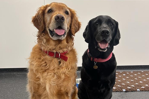 Medical Detection dogs Golden Retriever, Bumper and Black Labrador, Peanut