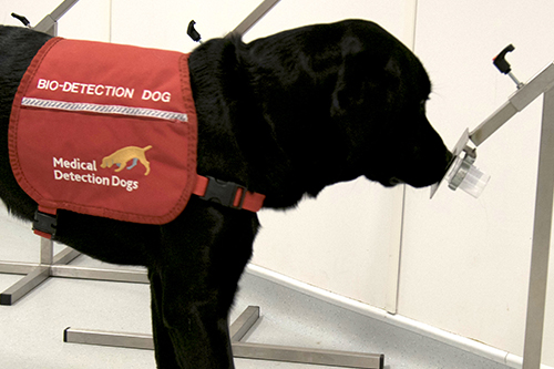 Peanut, a Black Labrador Medical Detection dog