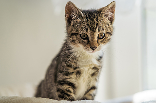 A kitten sitting. Image by Gundula Vogel from Pixabay