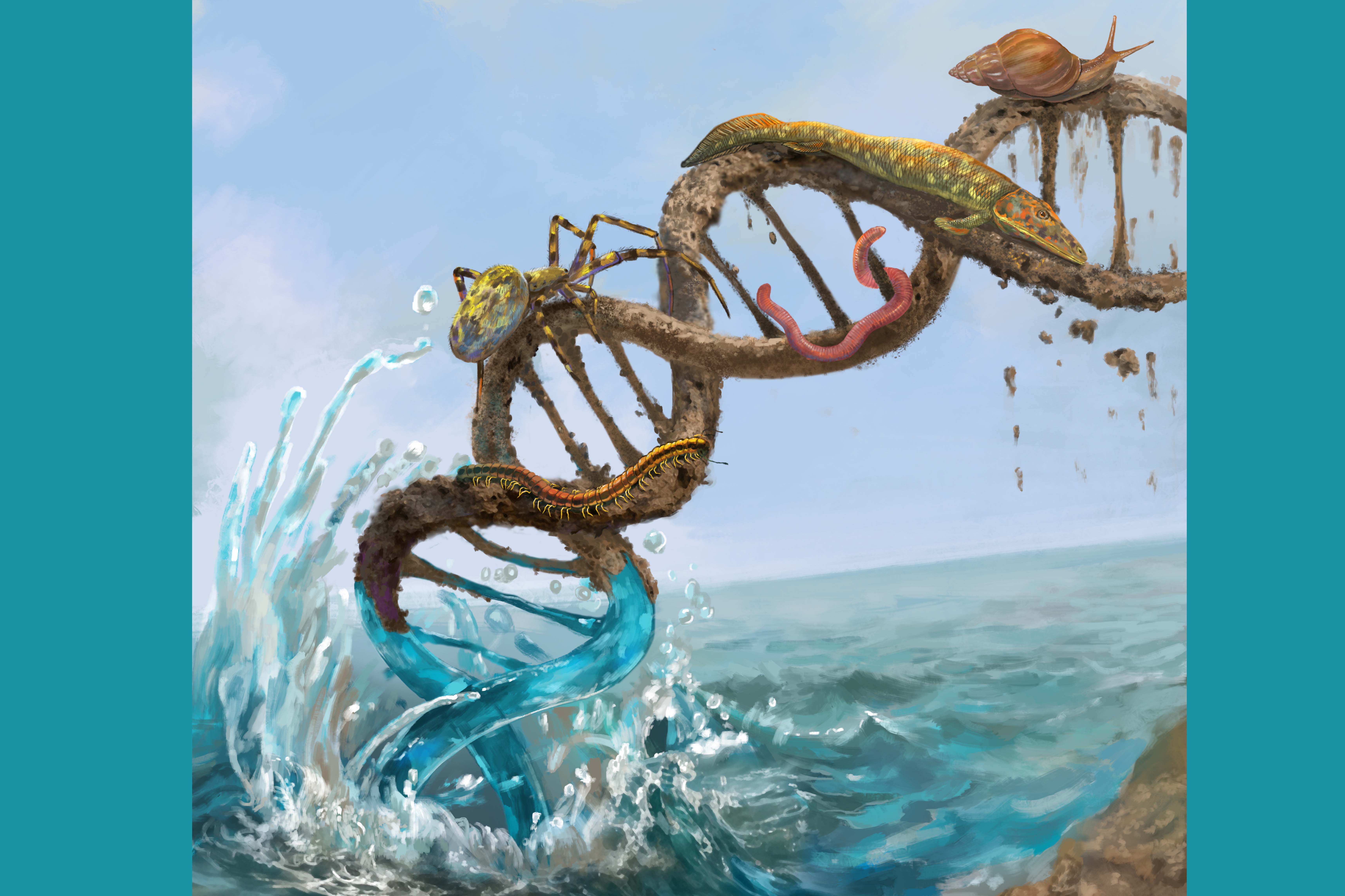 An image portraying transition from water to land