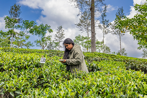 Thamali Kariyawasam on a tea plantation in Sri Lanka