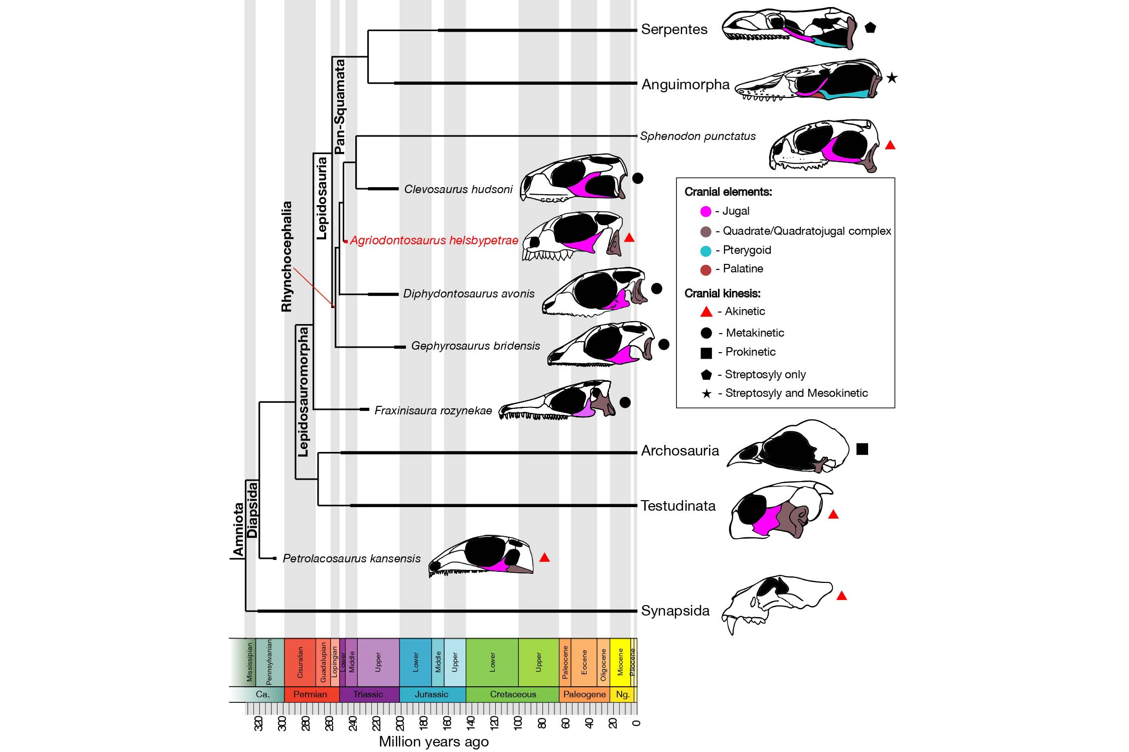Phylogenetic tree showing the variation of the lower temporal bar and skull flexibility (modes of kinesis) in fossil and living amniotes (lizards, birds and reptiles)