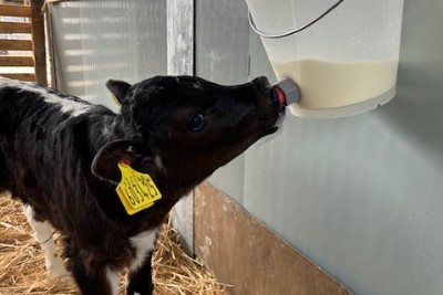 Play vs. Productivity: New Research Reveals How Calf Feeding Impacts Cognitive Development and Welfare