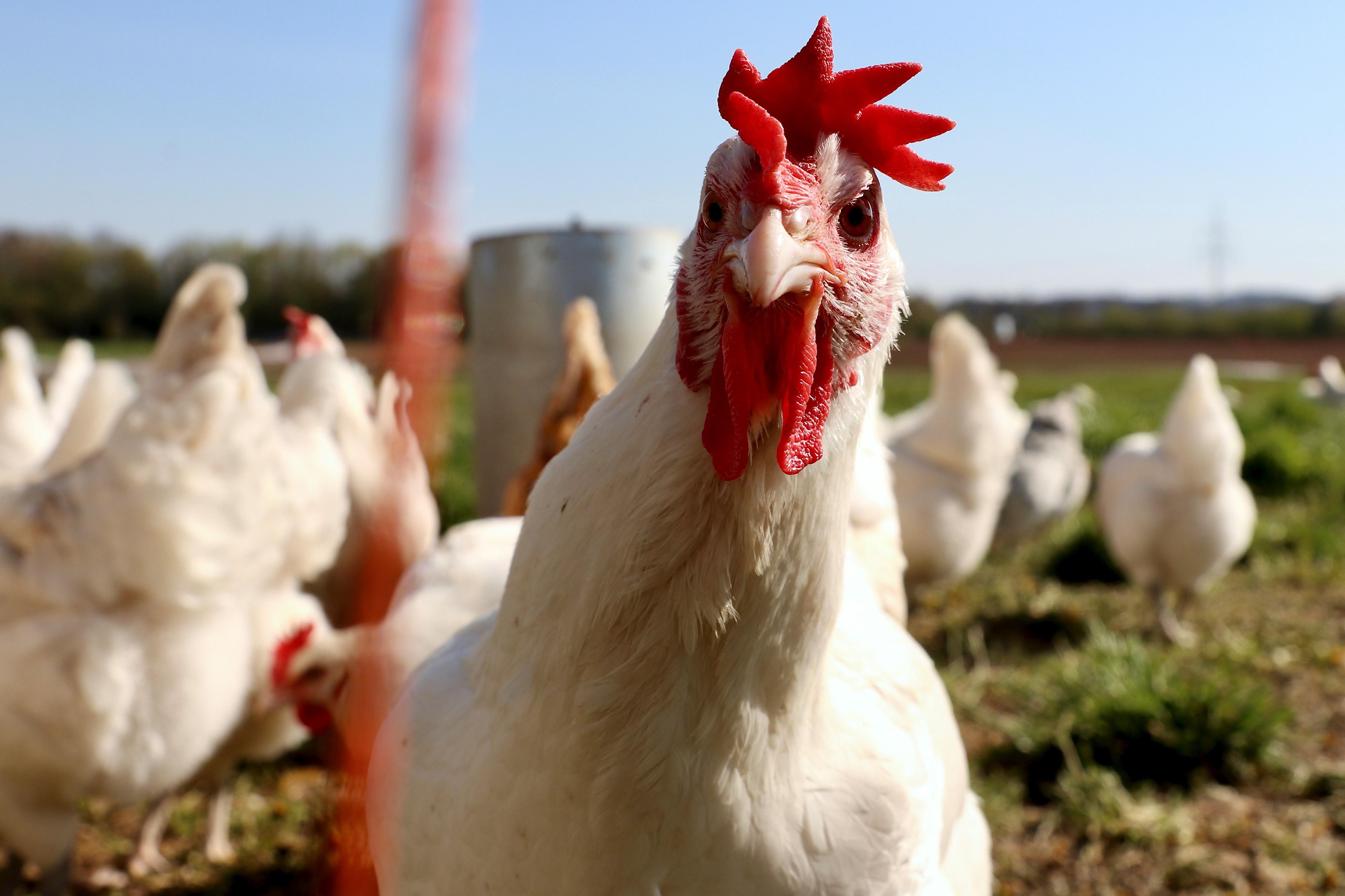 Broiler chickens roaming outside