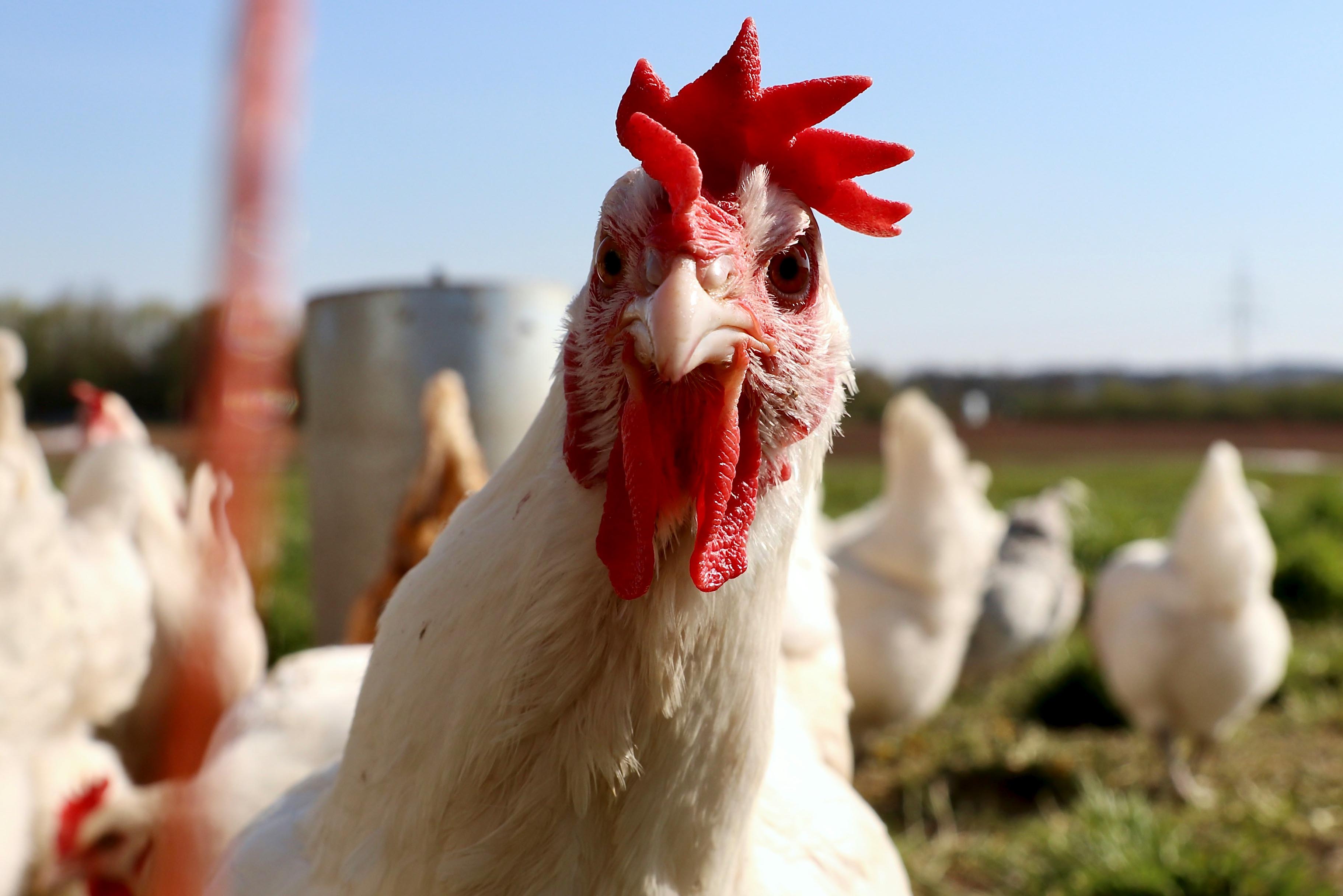 Broiler chickens roaming outside