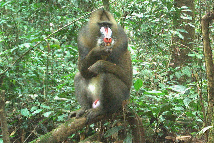 A mandrill eating fruit