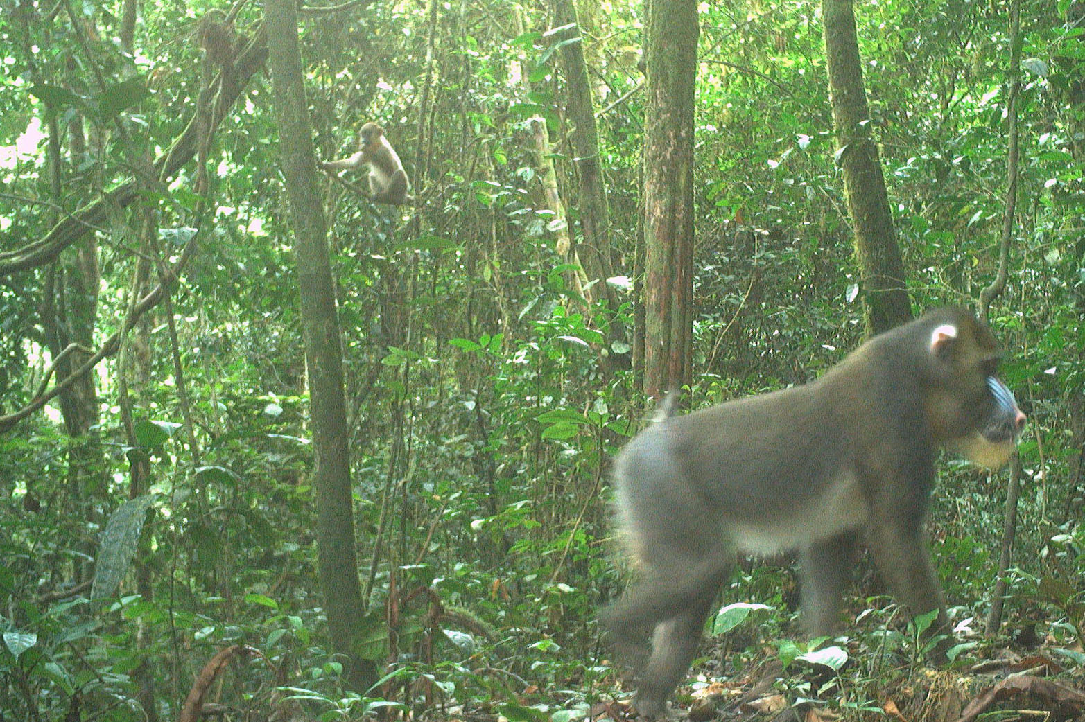 A mandrill with juveniles in the background