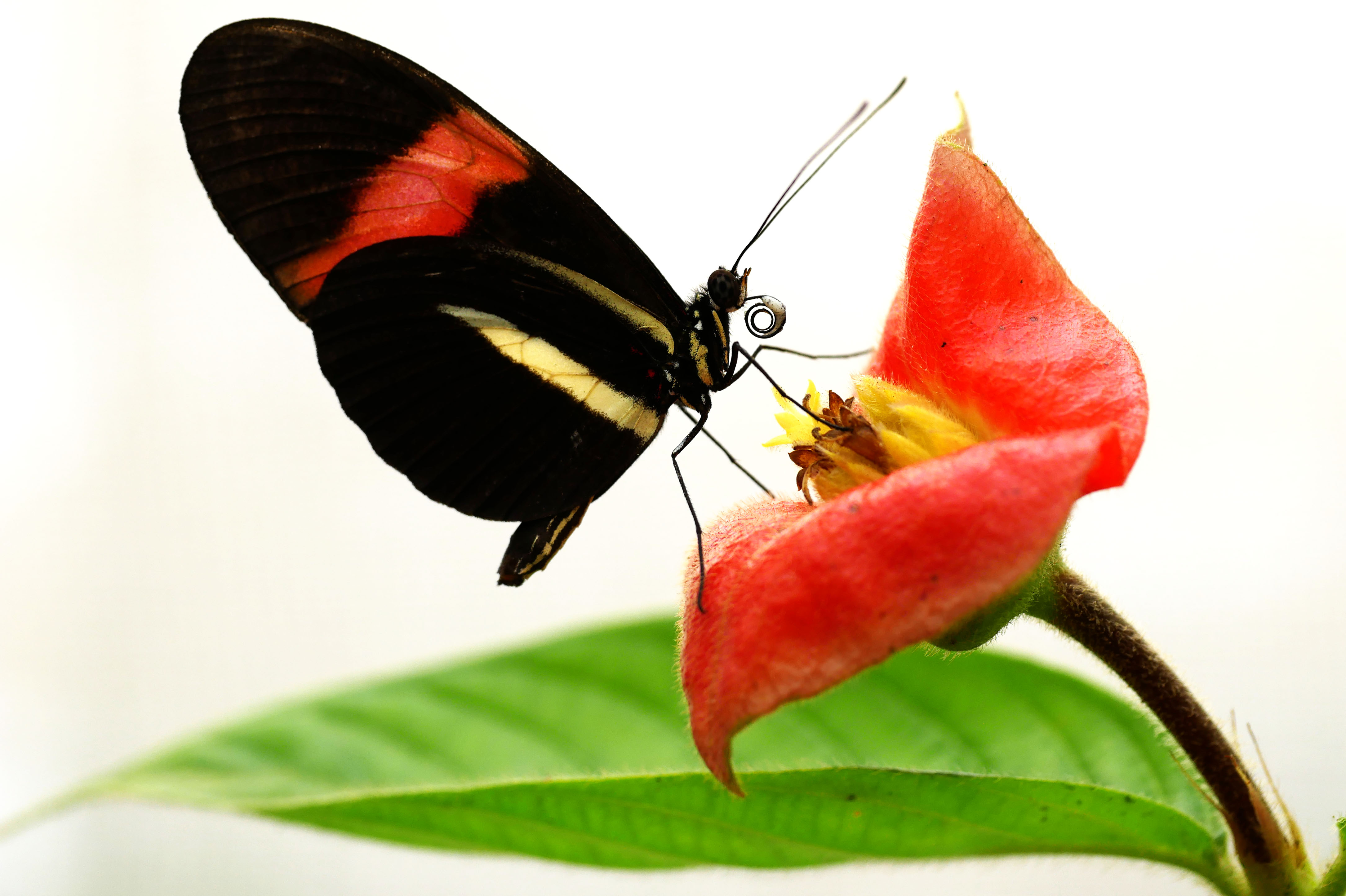 A Heliconius melpomene with a partly digested load of pollen grains on its proboscis