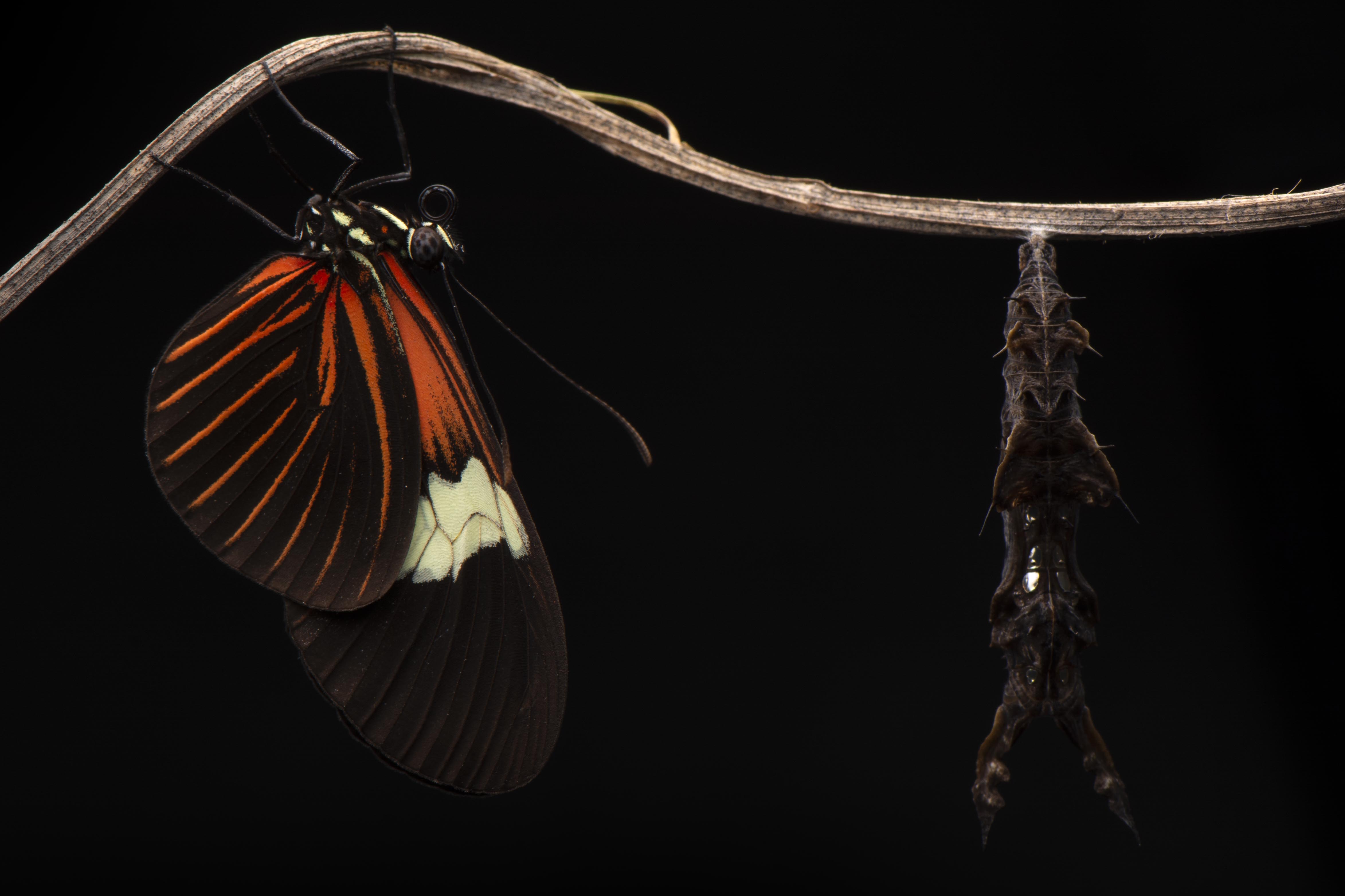 An adult Heliconius erato next to a pupae of the same species