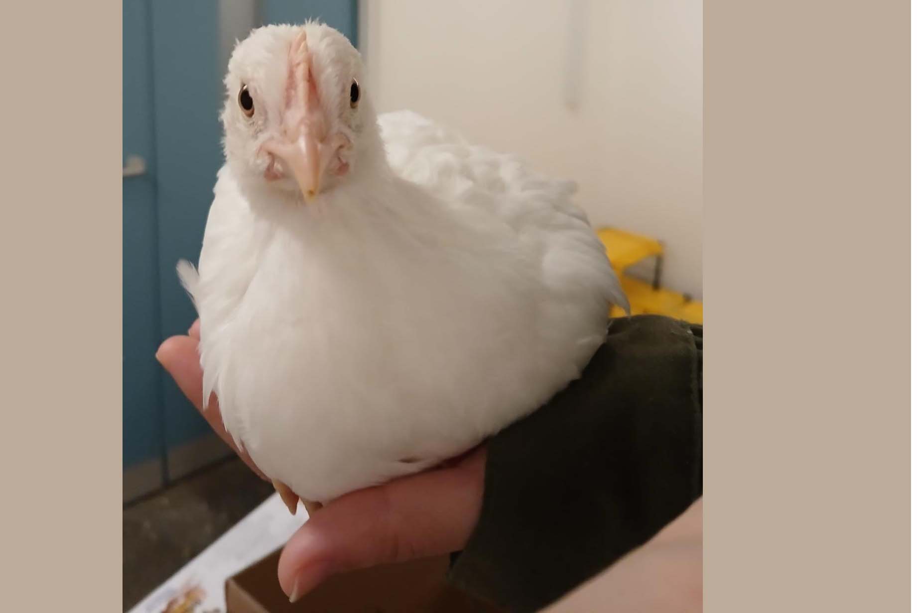 A laying hen chick sitting on a person's hand